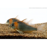 Corydoras Eques Corydoras Eques
